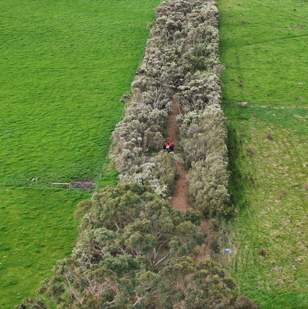 Native vegetation trail between paddocks.