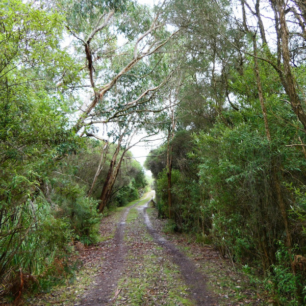 A narrow access road to a property surrounded by dense native vegetation.