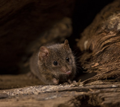 Antechinus, a native marsupial