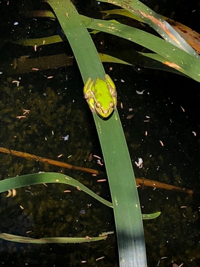 A photo of a green frog