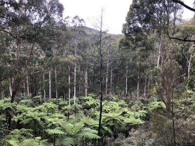 a natural rainforest