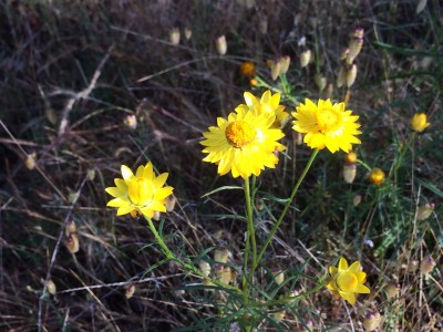 A close-up photo of Sticky Everlasting daisies