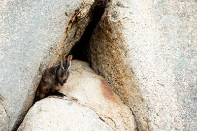 Southern Brush-tailed Rock-wallaby