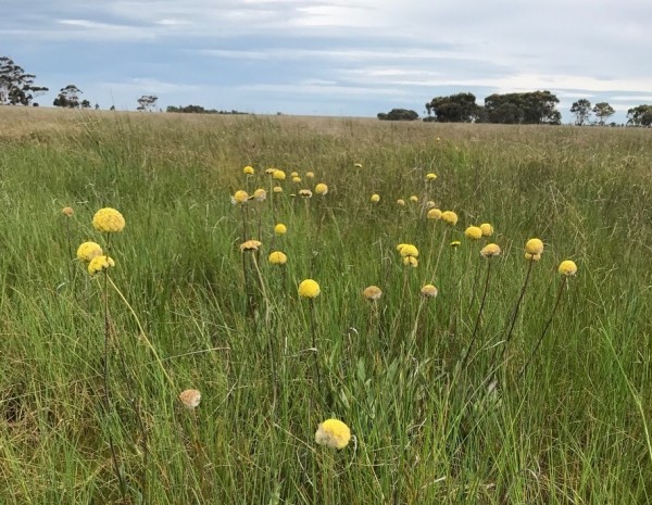 Billy buttons