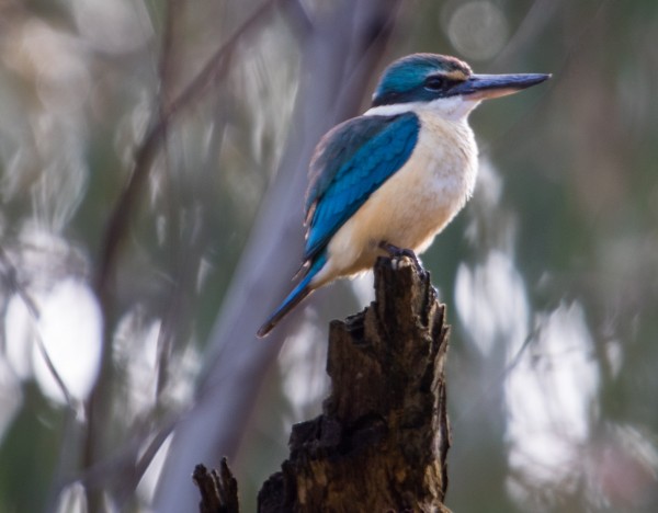 Kingfisher on a stump