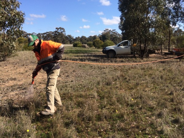 Ray tends to native vegetation on site a Wedderburn Junction