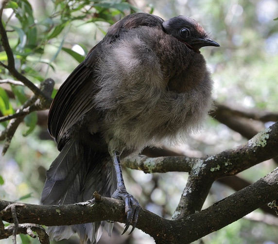 A baby lyrebird sits on a branch