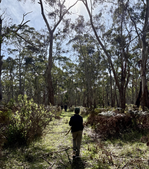 Person walking through bushland