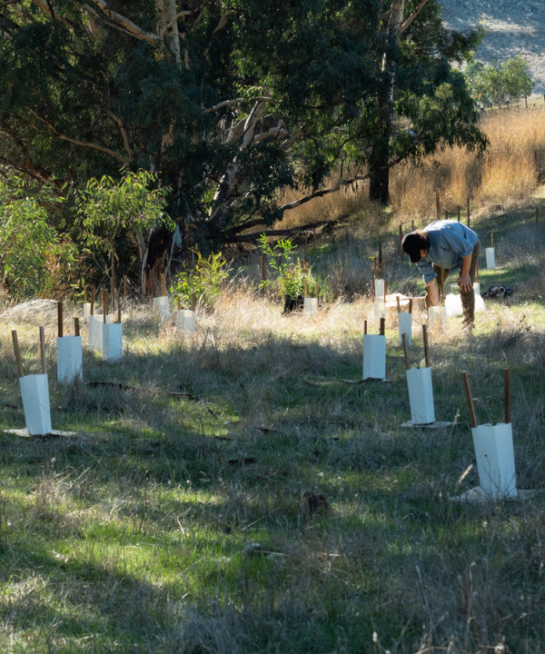 A person planting trees in nature