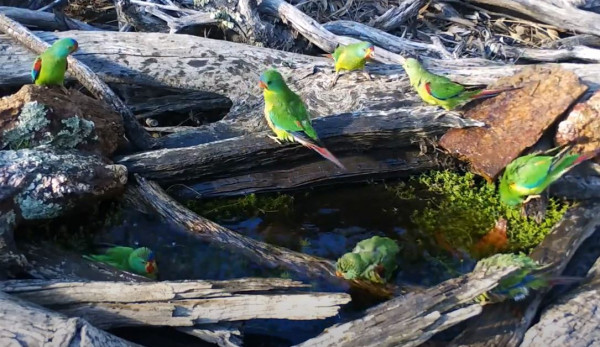Swift parrots bathing and drinking at a water hole in the bush