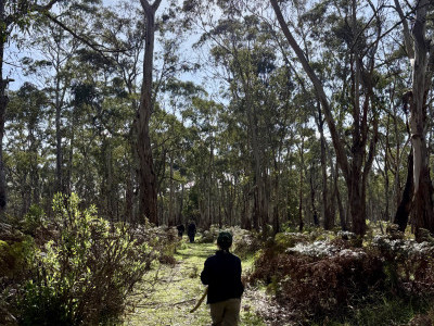 Person walking through bushland