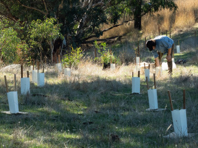 A person planting trees in nature