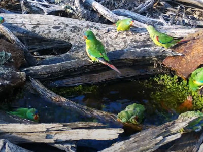 Swift parrots bathing and drinking at a water hole in the bush